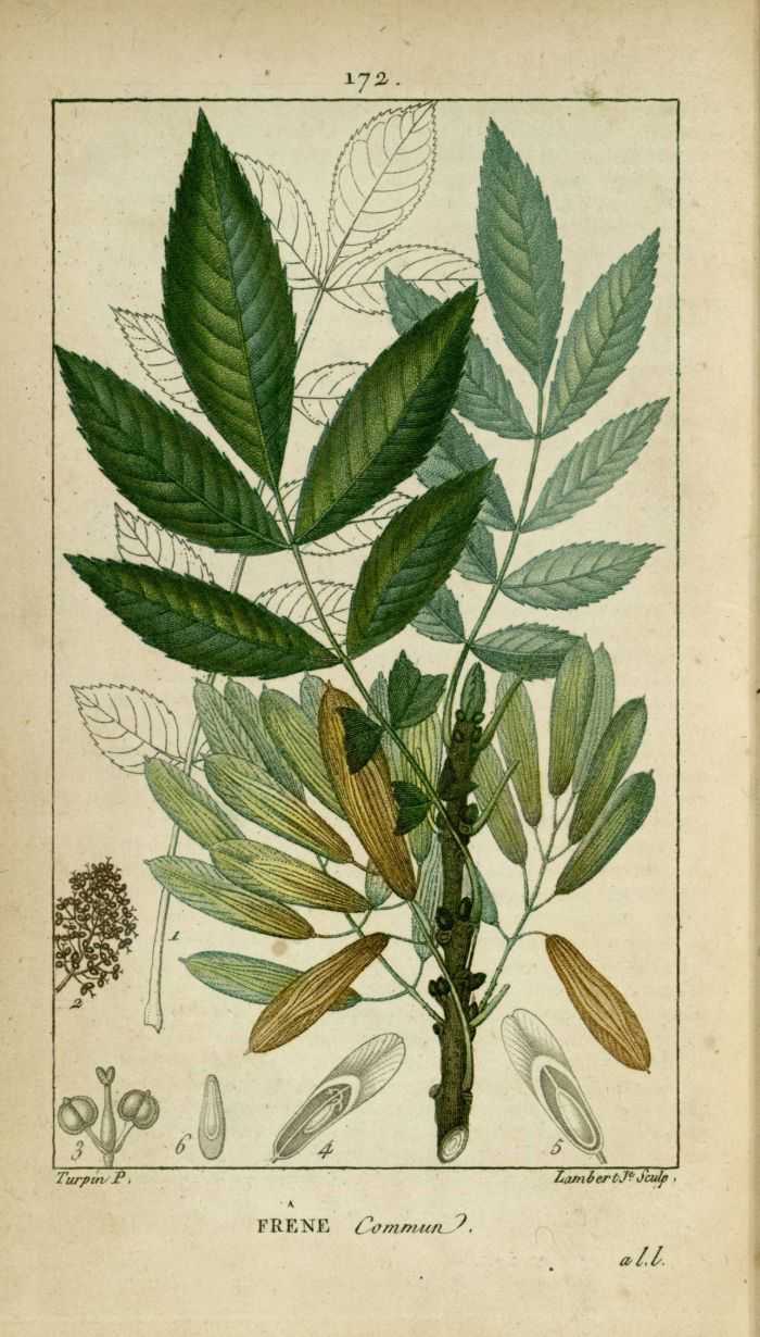 FRENE - Fraxinus excelsior - feuille bio