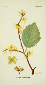 HAMAMELIS BIO