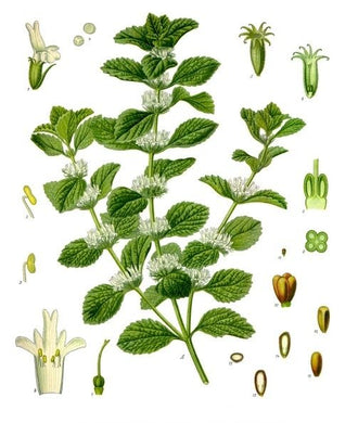 MARRUBE BLANC - Marrubium vulgare - partie aérienne coupée bio