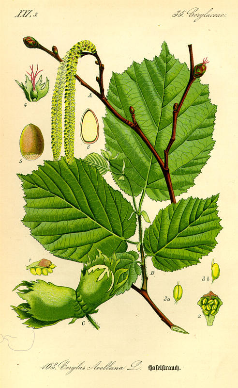 NOISETIER - Corylus avellana - feuille entière bio & locale