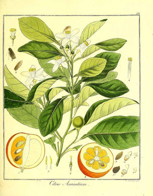 ORANGER BIGARADIER - Citrus aurantium amara - bouton entier bio
