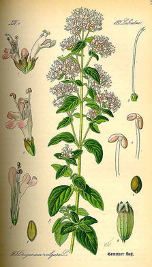 ORIGAN - Origanum vulgare - sommité fleurie bio