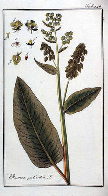 PATIENCE - Rumex crispa - racine bio