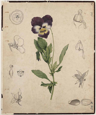 PENSEE SAUVAGE - Viola tricolor - partie aérienne coupée bio