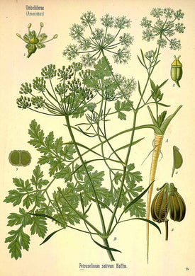 PERSIL - Petroselinum crispum  - feuille coupée bio