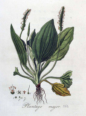 PLANTAIN - Plantago major/lanceolata - feuille bio