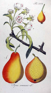 POIRE BIO