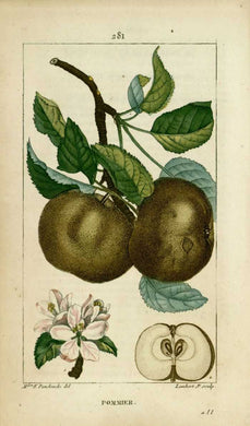POMME - Malus domestica - fruit coupé bio
