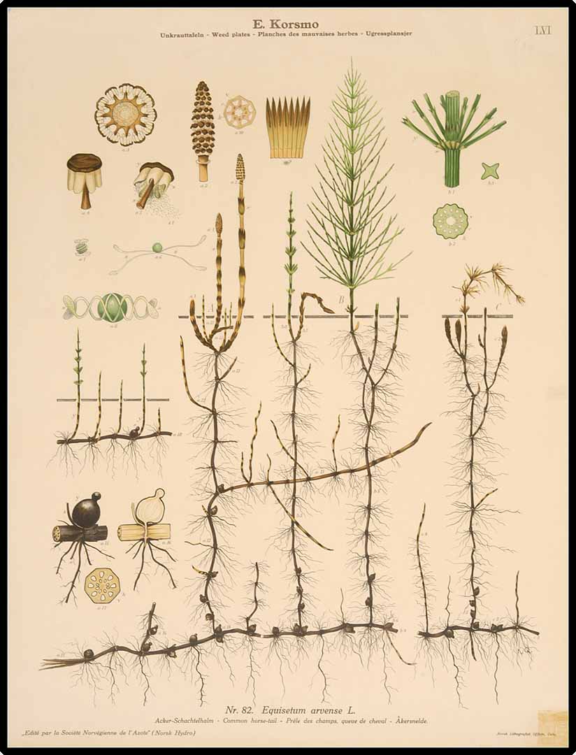 PRELE - Equisetum arvense - partie aérienne coupée bio
