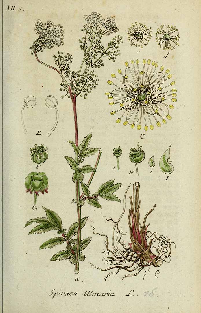REINE DES PRES - Filipendula ulmaria - fleur bio