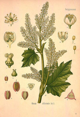 RHUBARBE DE CHINE - Rheum officinalis / palmatum - racine bio
