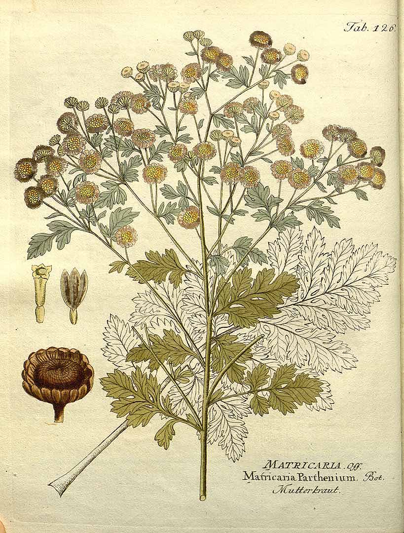 Graines De Grande Camomille (Tanacetum Parthenium) Bio - Environ 3000 Semences - Plante Médicinale Et Ornementale - 3