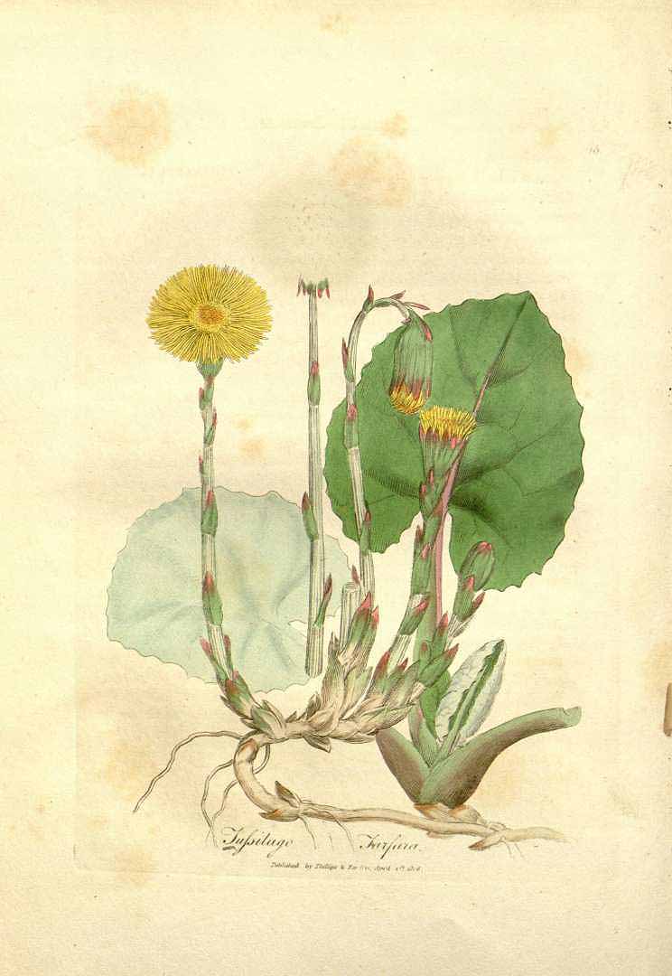 TUSSILAGE - Tussilago farfara - feuille entière bio