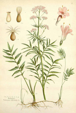 VALERIANE - Valeriana officinalis - racine coupée bio